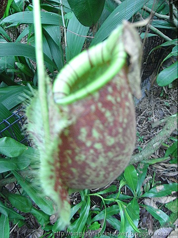 pitcher plant